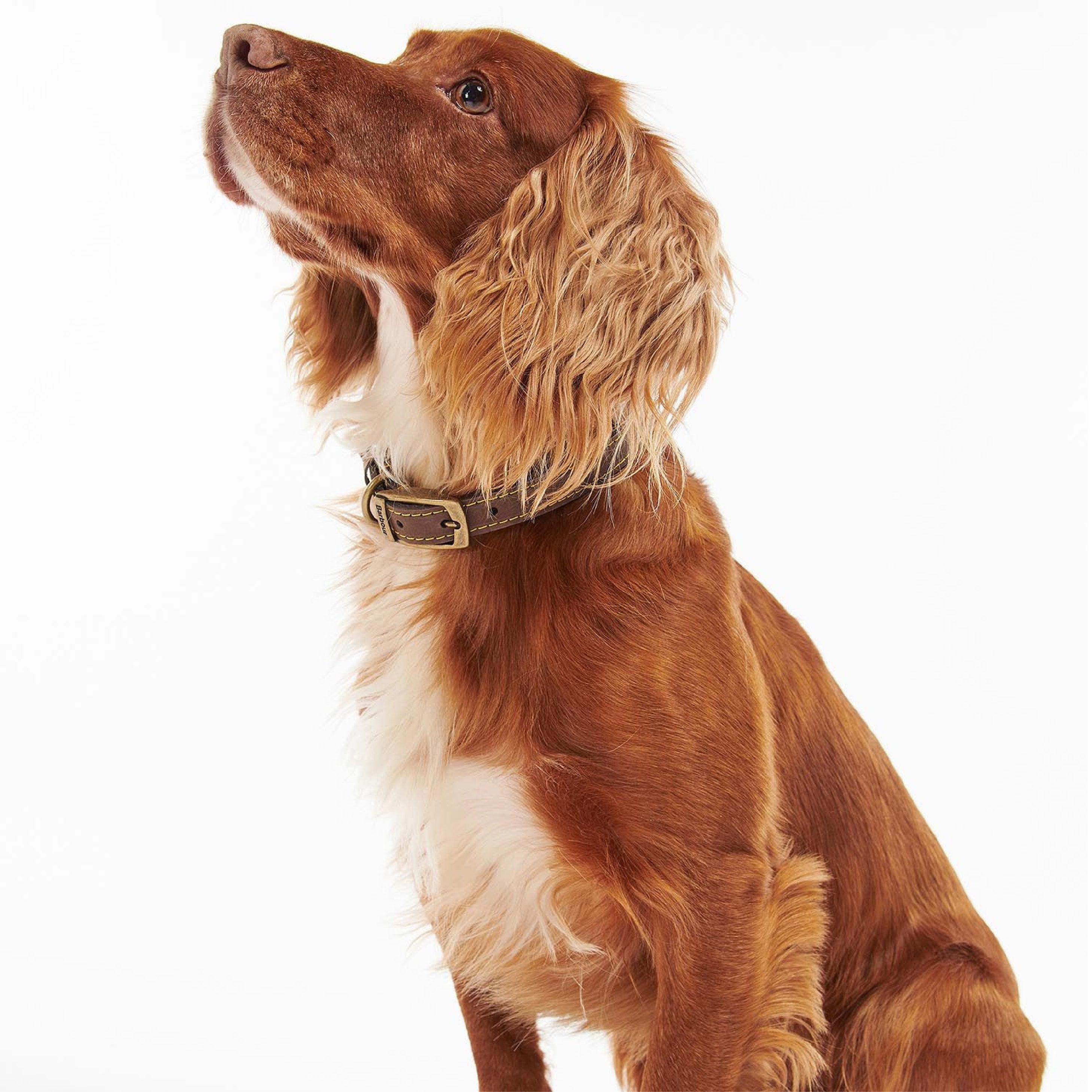 Leather Dog Collar