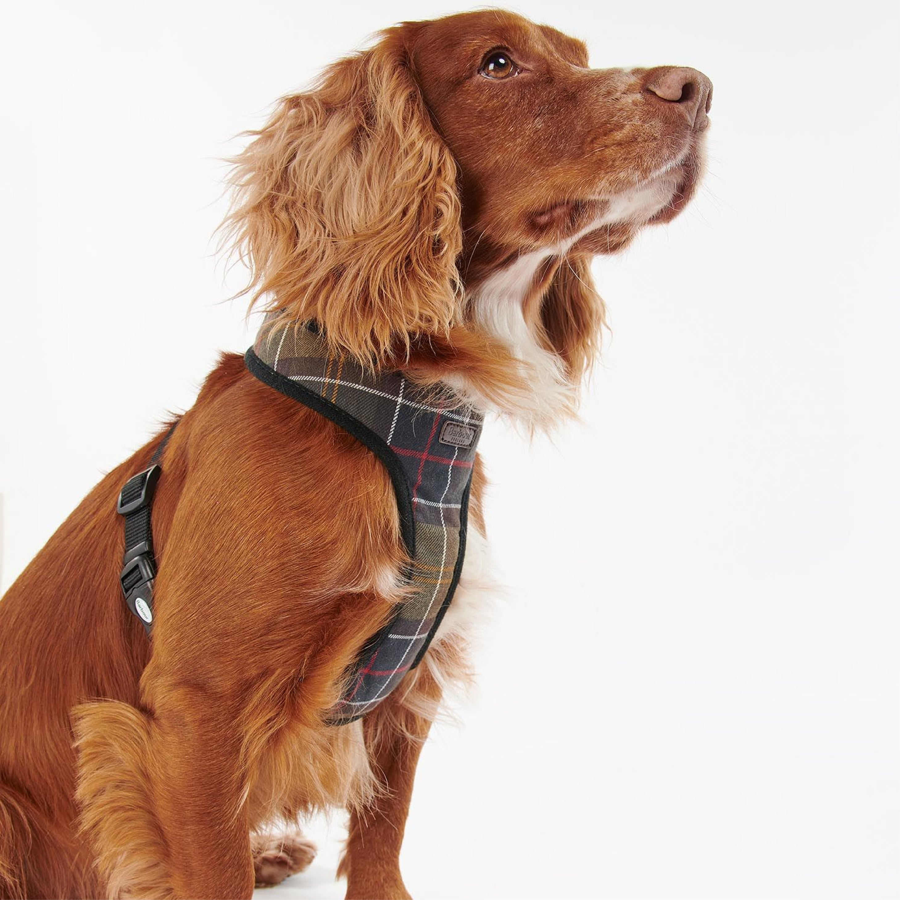 Tartan Dog Harness