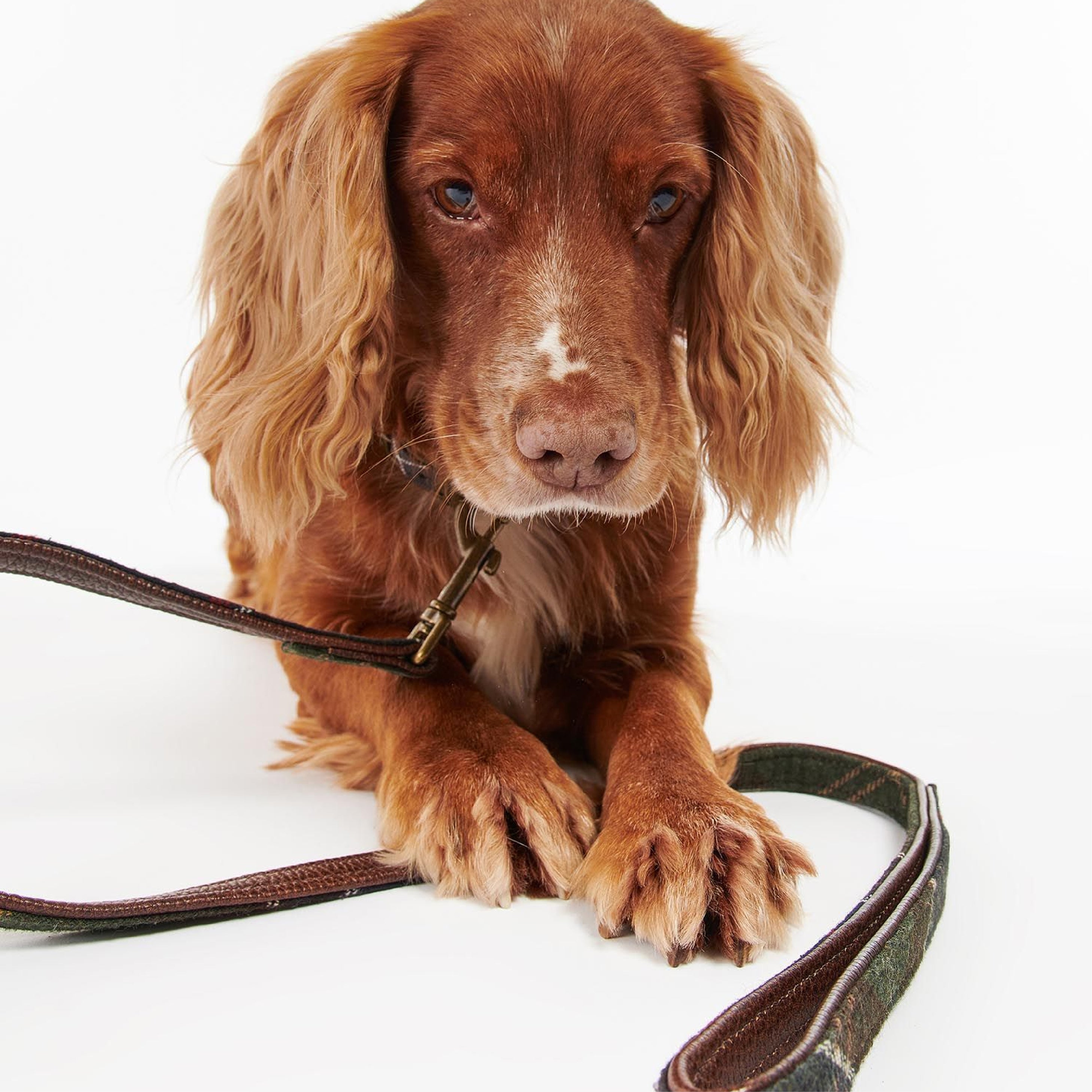 Tartan Dog Lead