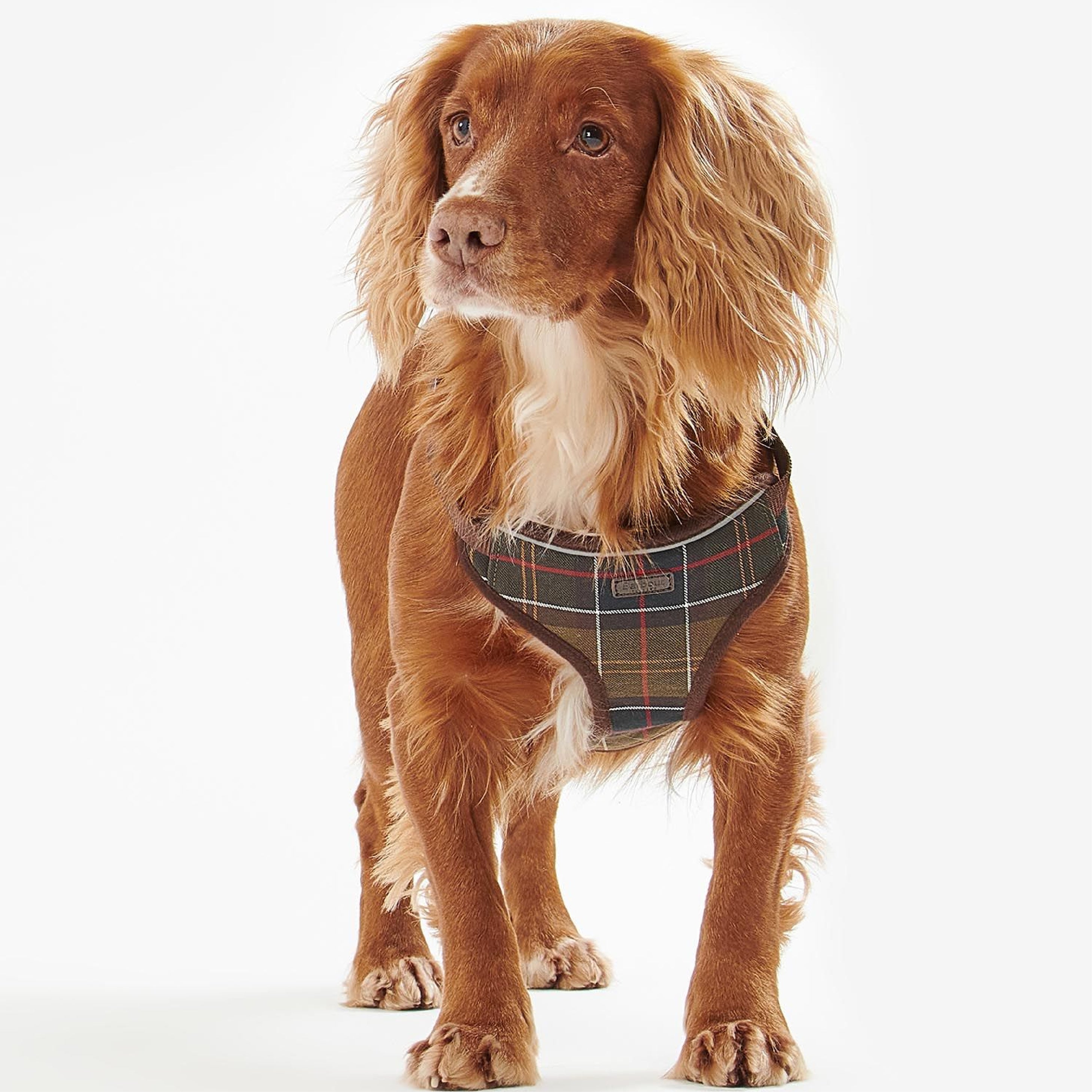 Travel And Exercise Harness