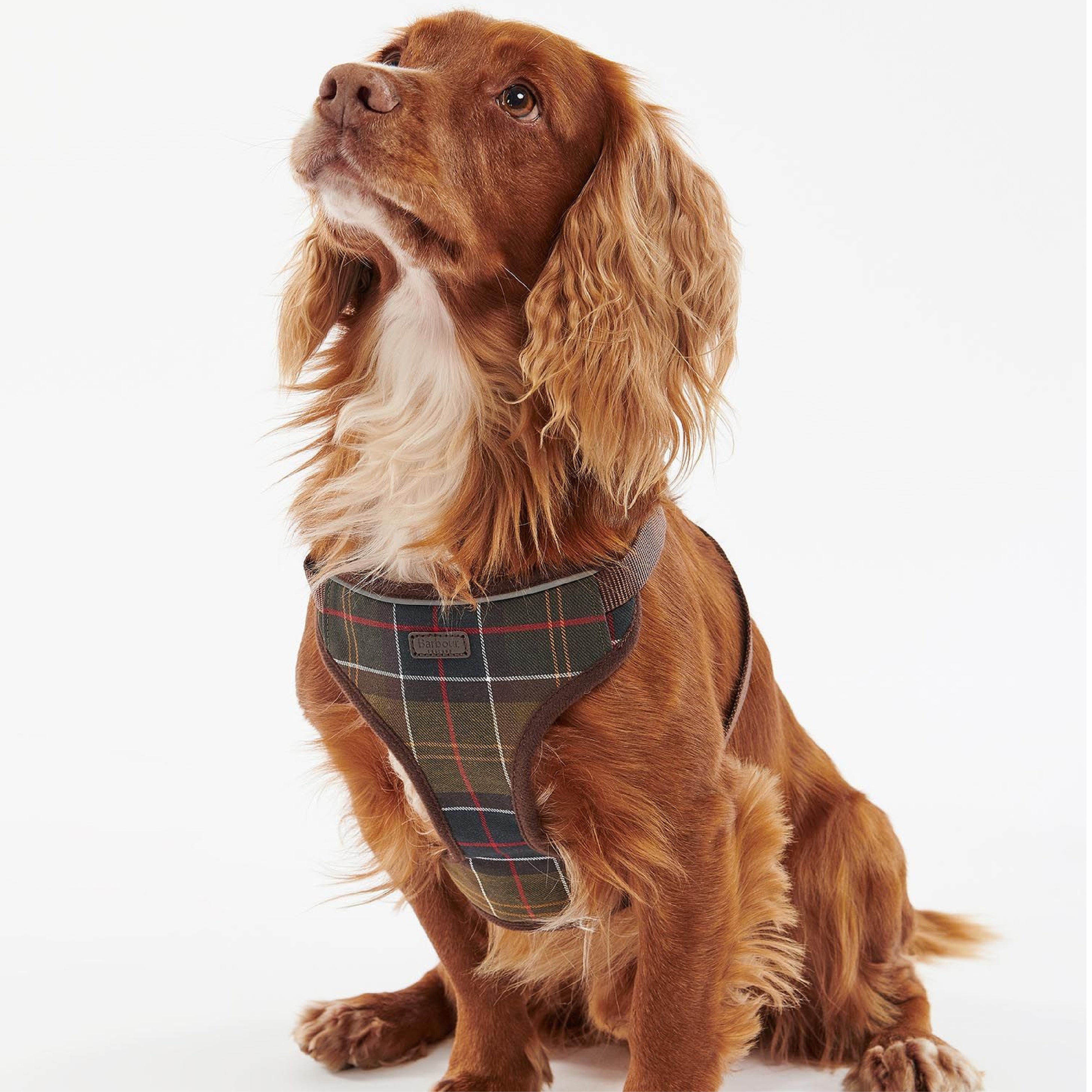 Travel And Exercise Harness